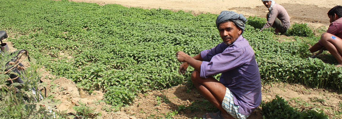 Empowering mint growing communities by rationalizing their cultivation economics