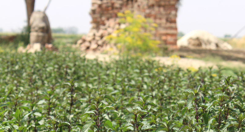 Assessing responsible sourcing opportunities for India’s spearmint and peppermint producing communities-img